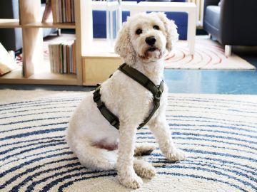 Schulhund Fiete in einem Raum der OGGS Gottfried-Keller in Norderstedt